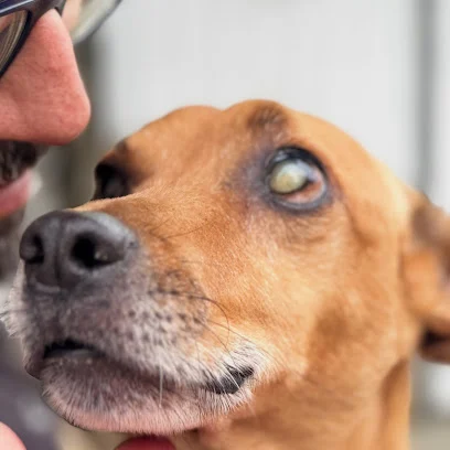 MoscaPet Hotel - Hotel para Cachorros